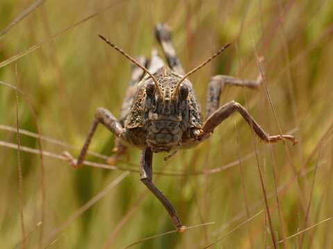 Image de Prionotropis flexuosa (Serville 1838)