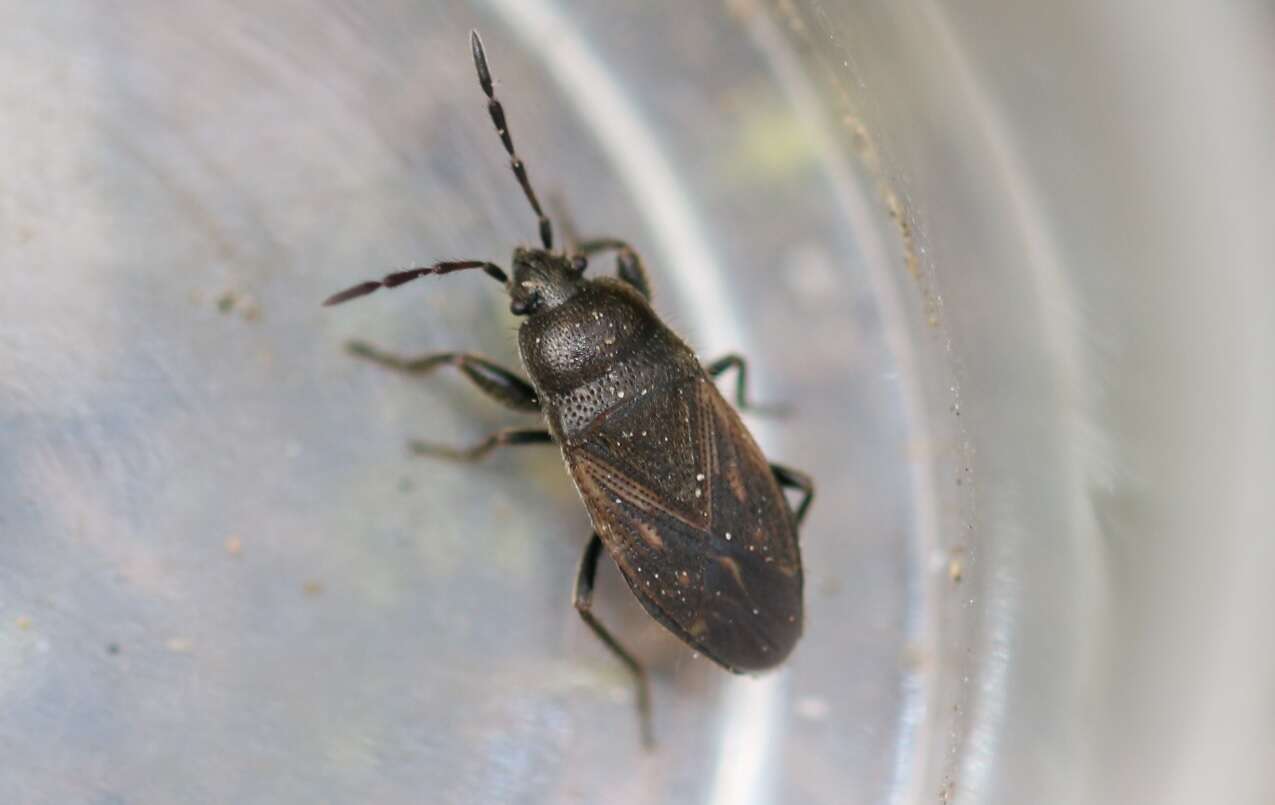 Megalonotus (Megalonotus) chiragrus (Fabricius & J. C. 1794) resmi