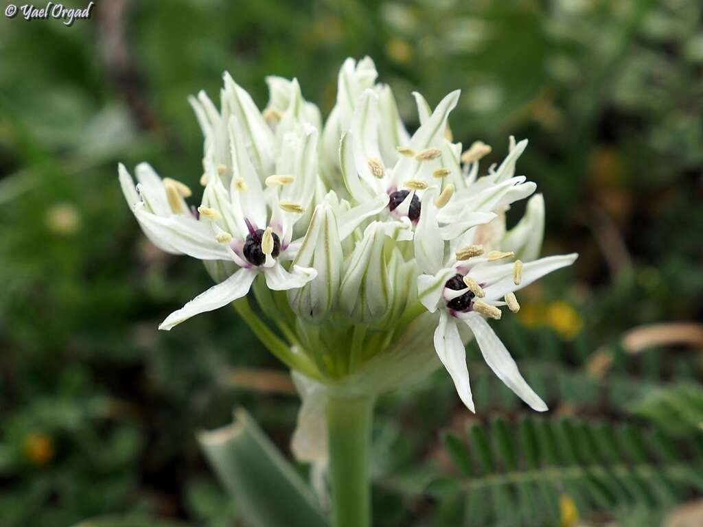 Image of Allium meronense Fragman & R. M. Fritsch
