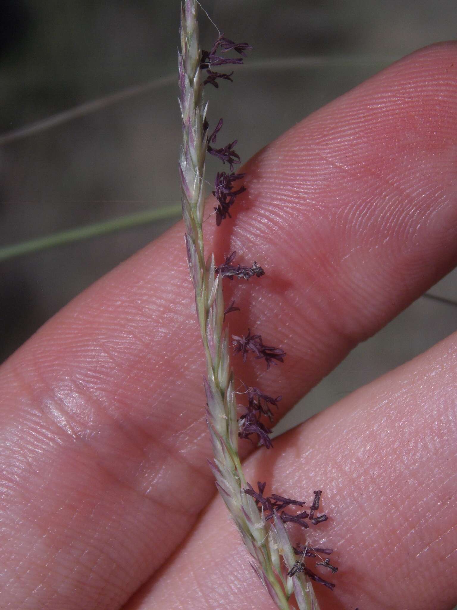 Image of composite dropseed