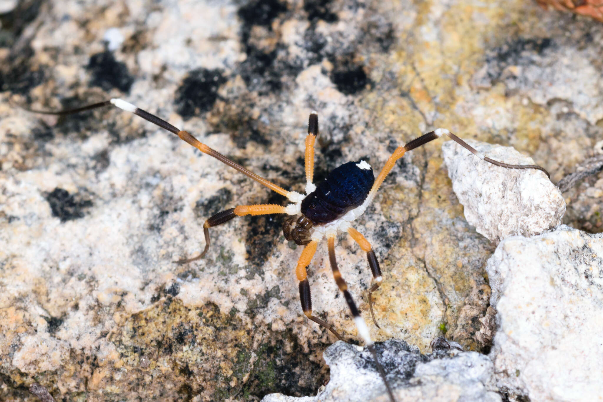 Image of Dalquestia formosa (Banks 1910)