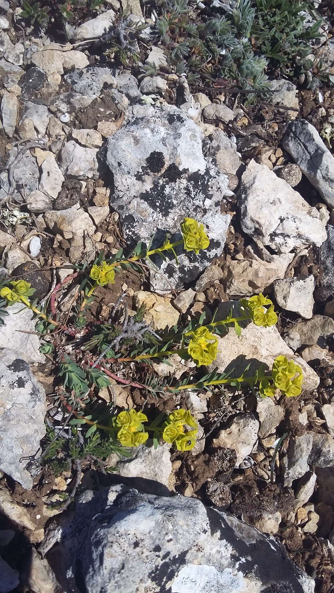 Euphorbia petrophila C. A. Mey. resmi