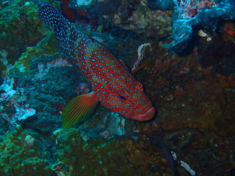 Cephalopholis miniata (Forsskål 1775) resmi