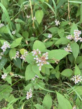 Koenigia campanulata (Hook. fil.) T. M. Schust. & Reveal resmi