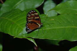 Image of Ithomia heraldica Bates 1866