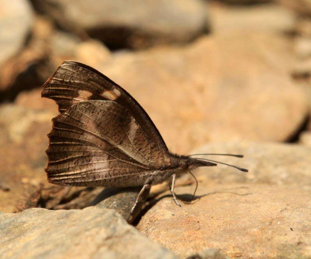 Слика од Libythea myrrha sanguinalis Fruhstorfer 1898