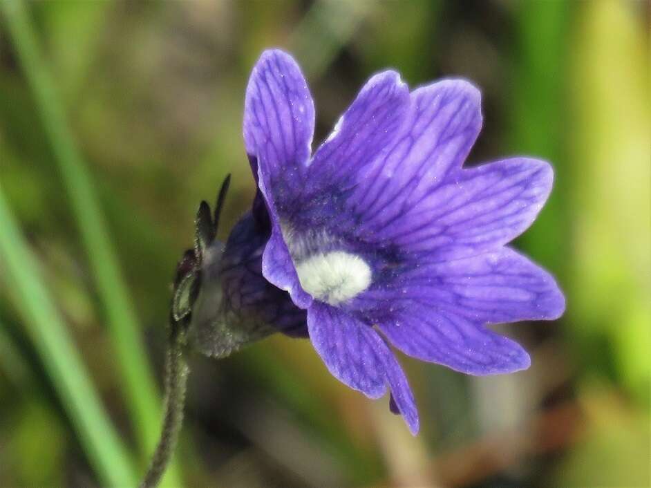 Image de Pinguicula caerulea Walt.