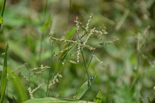 Image of Sprawling Liverseed Grass