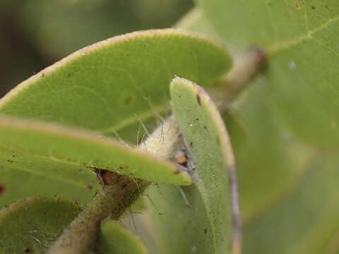 Plancia ëd Arctostaphylos pechoensis (Abrams) Dudley