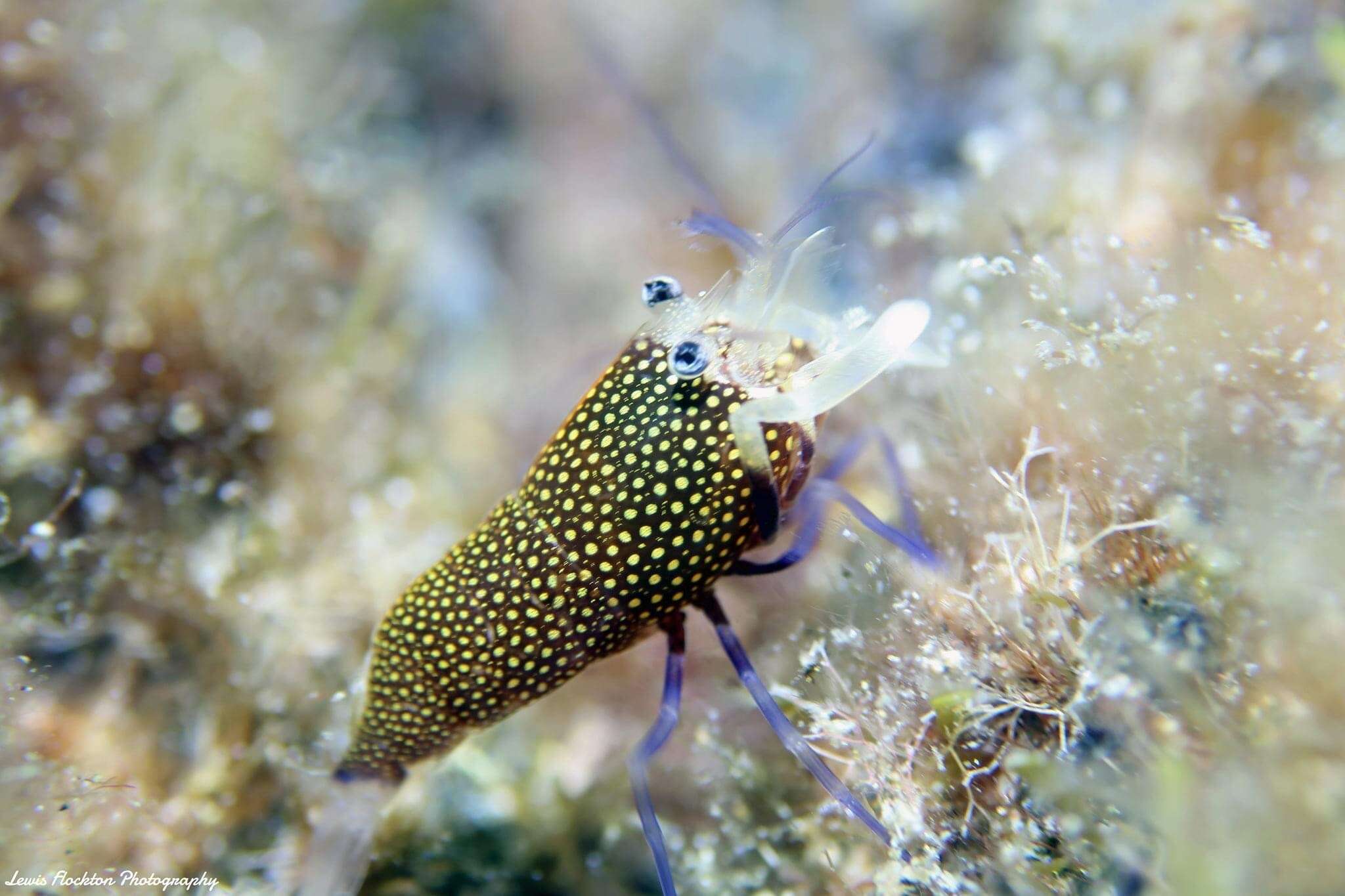 Image of golden-spotted shrimp