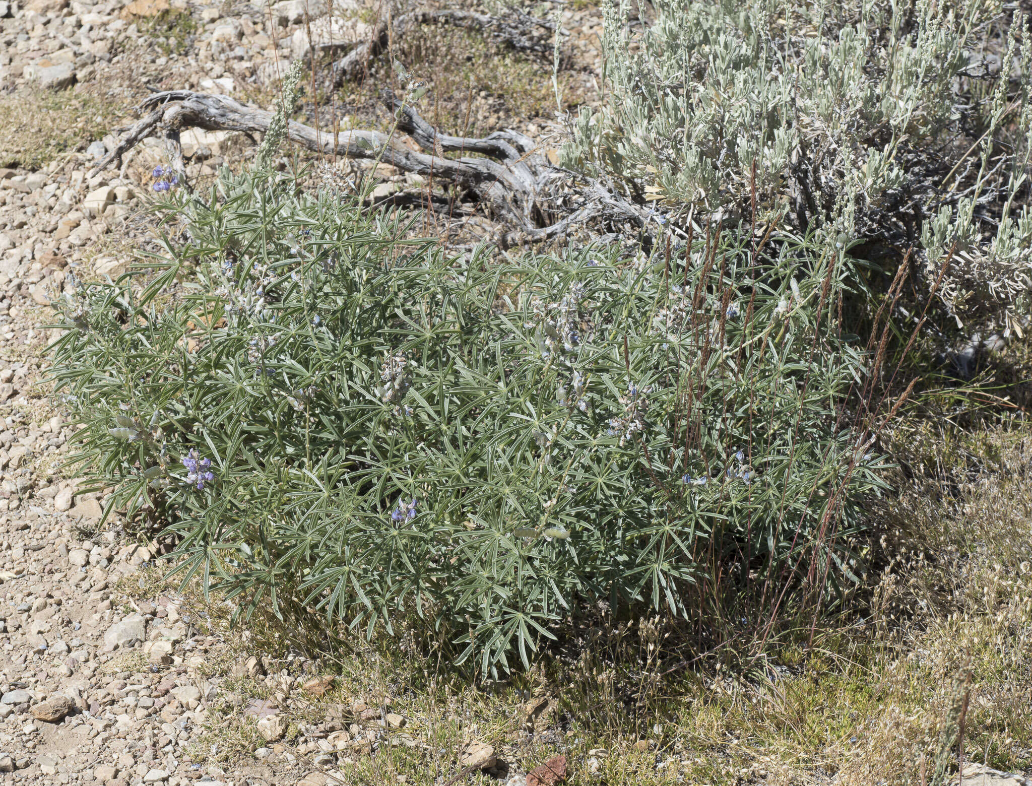 Image of Lupinus argenteus var. montigenus