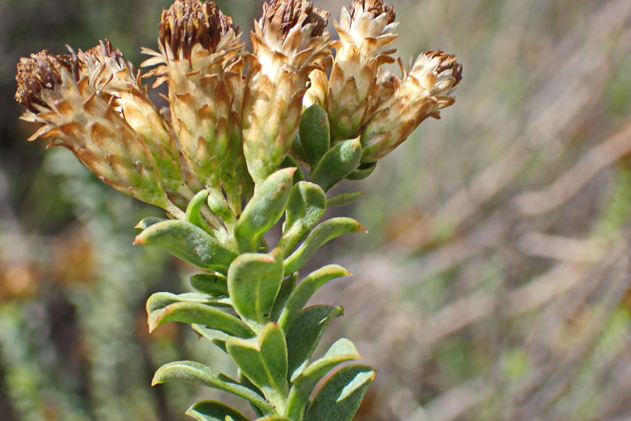 Image of Pteronia staehelinoides DC.