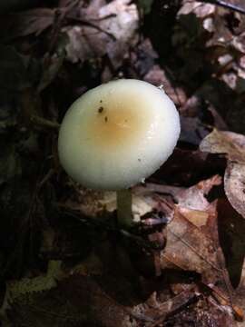 Image of Amanita albocreata (G. F. Atk.) E.-J. Gilbert 1941