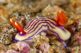 Image of Orange gilled purple lined white slug