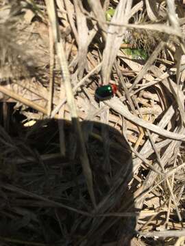 Image of flea beetle