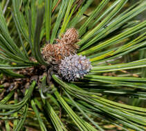 Imagem de Pinus arizonica var. cooperi (C. E. Blanco) Farjon