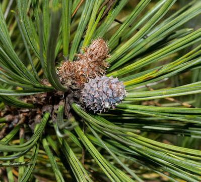 Pinus arizonica var. cooperi (C. E. Blanco) Farjon resmi