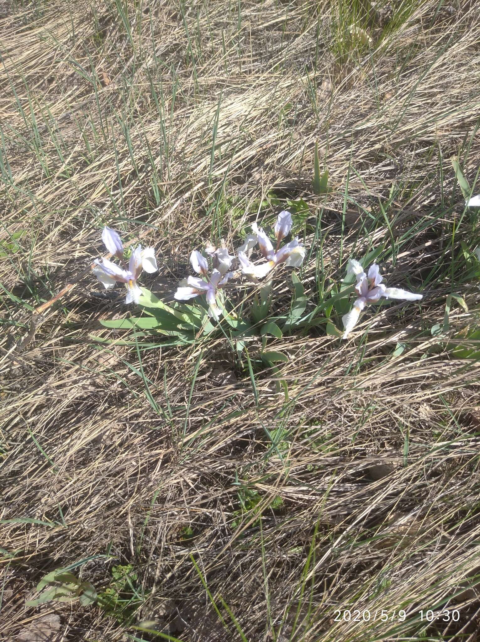 Image of Iris glaucescens Bunge