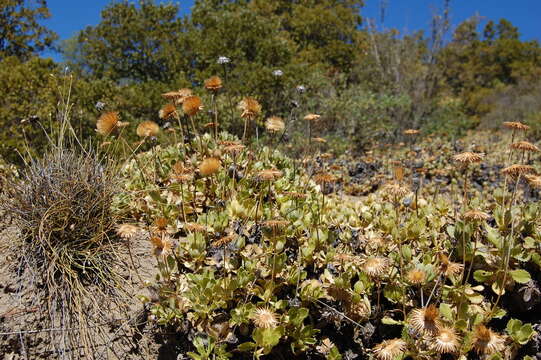 Imagem de Haplopappus macrocephalus (Poepp. ex Less.) DC.