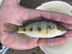 Image of Banded jewel cichlid