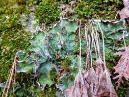 Image of felt lichen