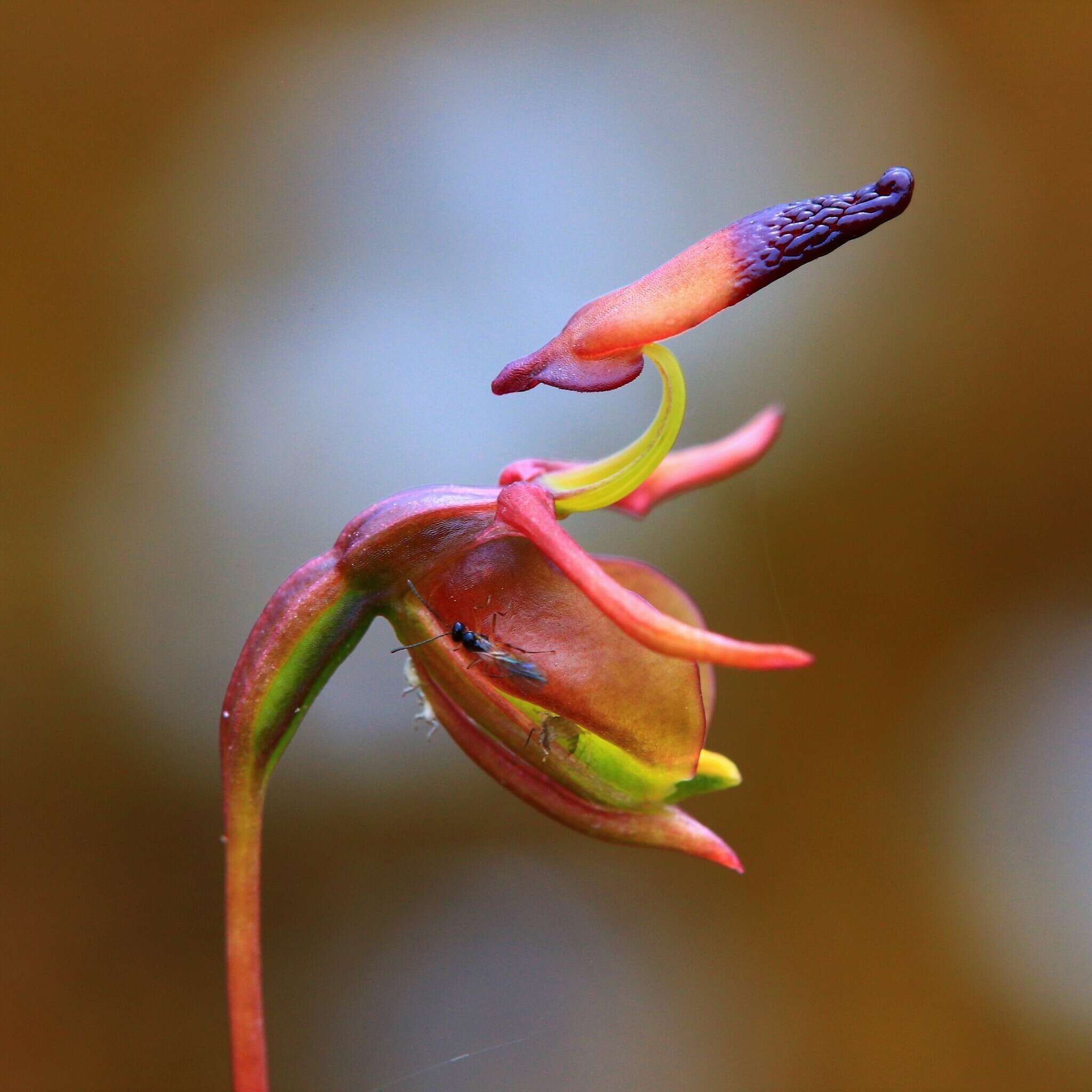 Image of Slender-leafed duck orchid