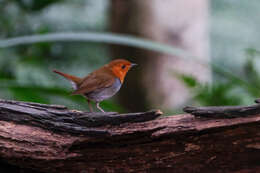 Image of Japanese Robin