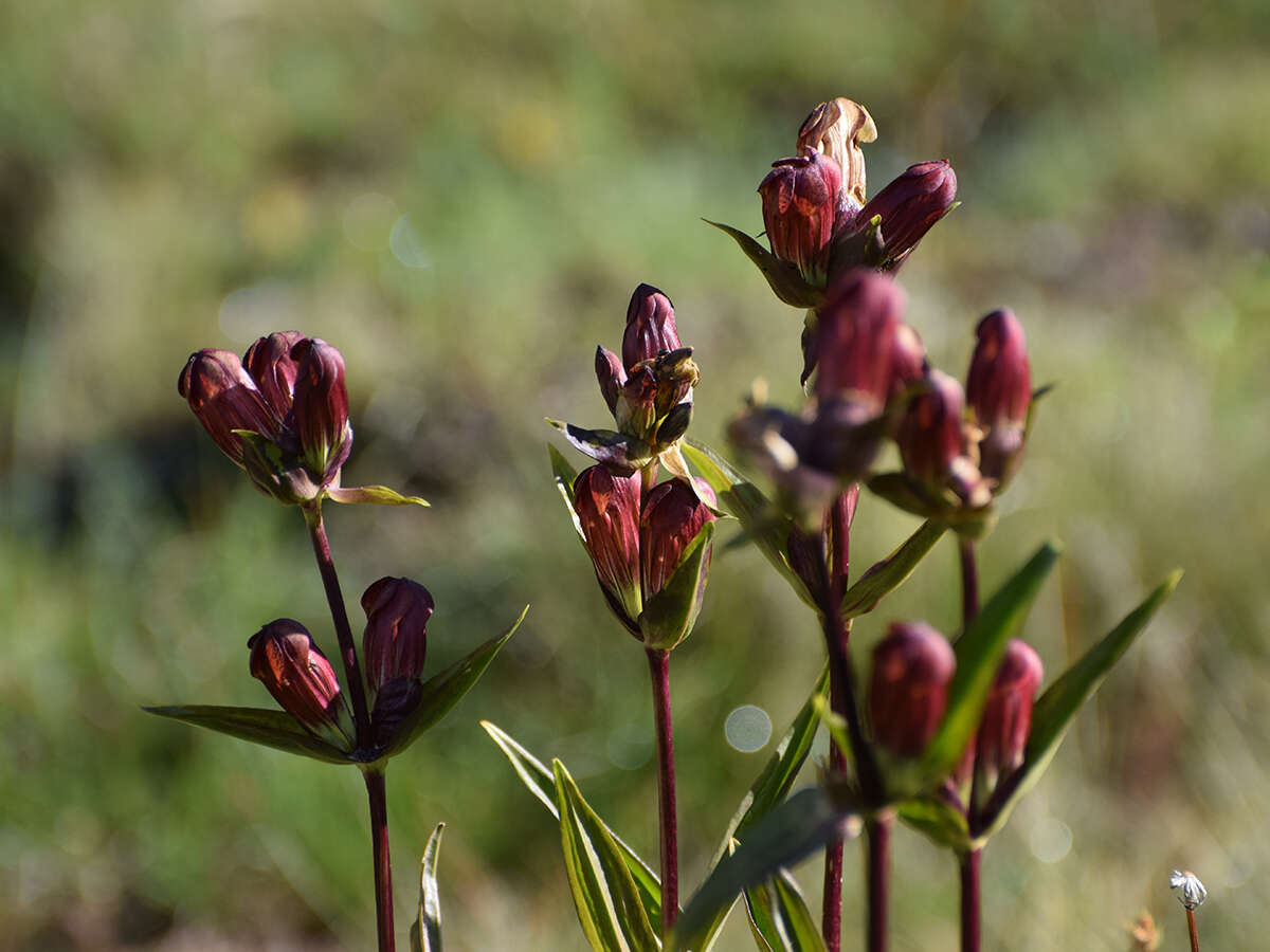 Image of Gentiana purpurea L.