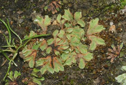 Image of Riccia campbelliana M. Howe