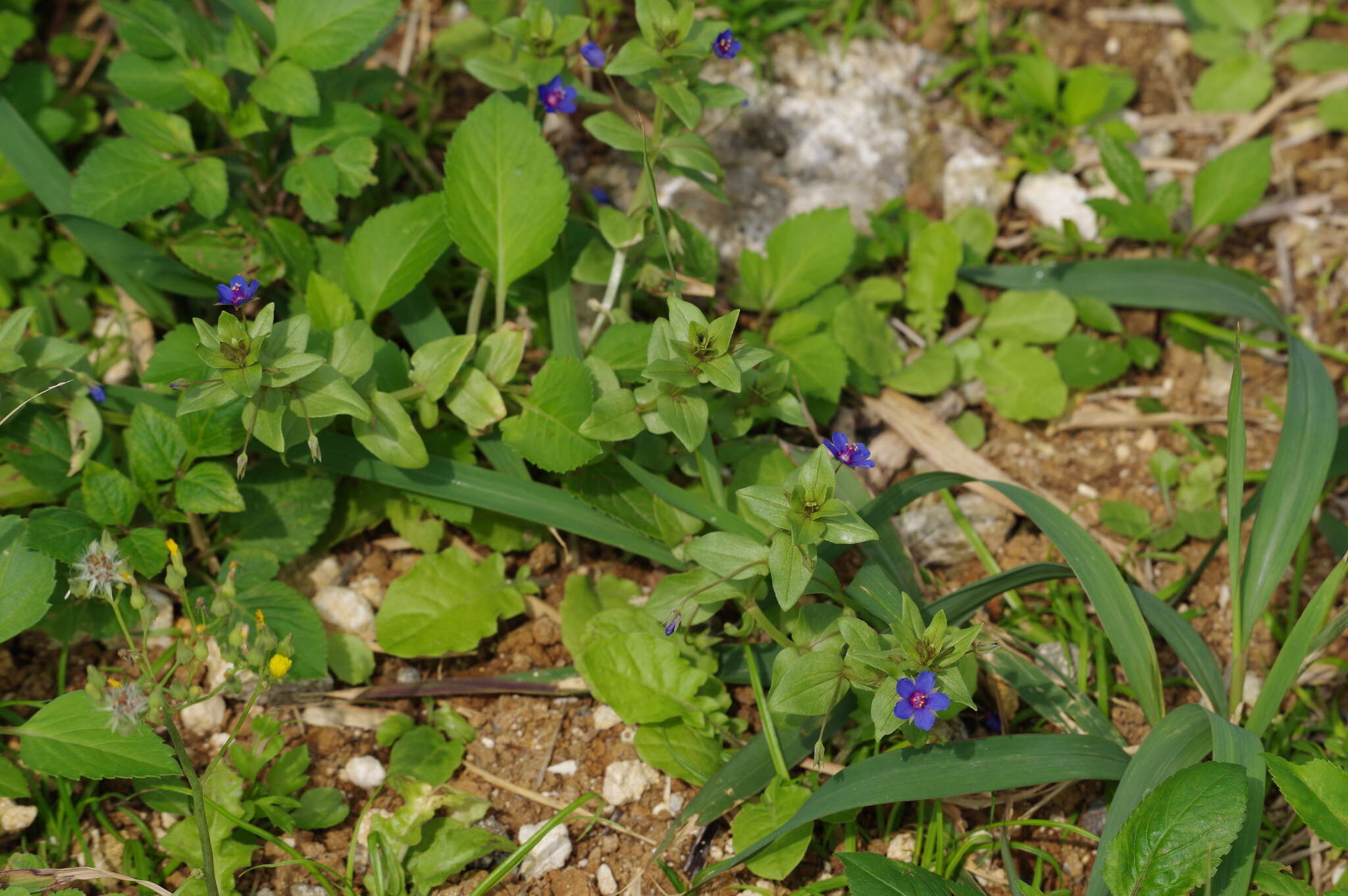 Imagem de Lysimachia foemina (Mill.) U. Manns & Anderb.