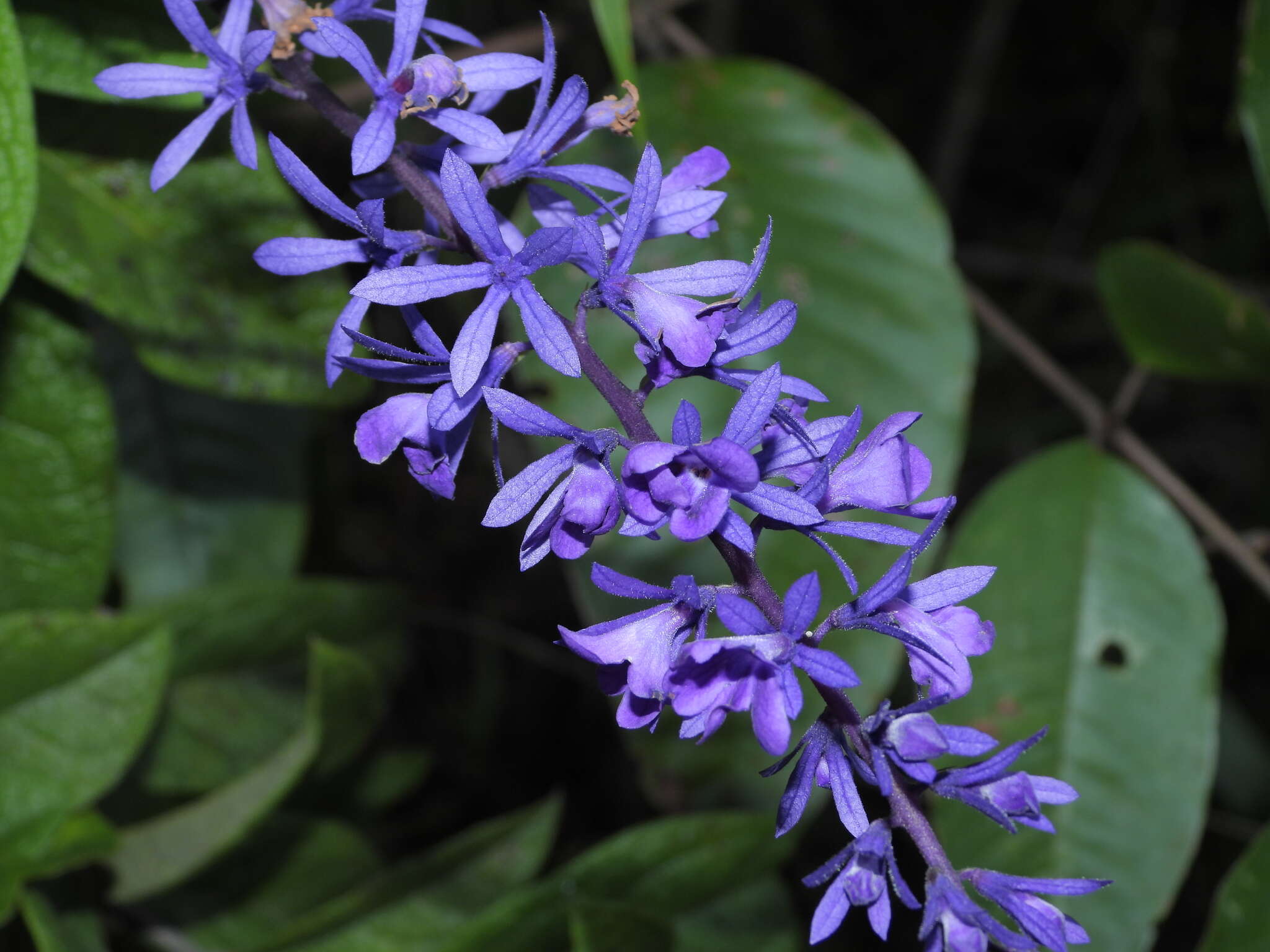 Image of Petrea bracteata Steud.