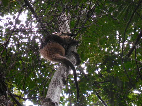 Слика од Tamandua mexicana mexicana (Saussure 1860)