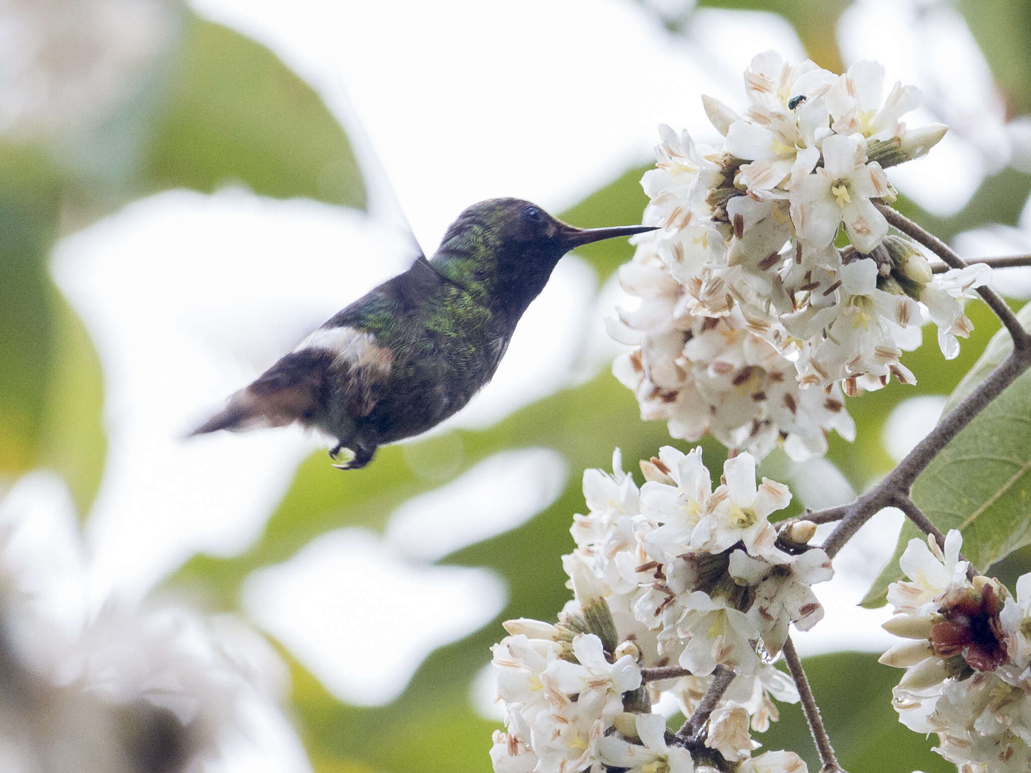 Lophornis stictolophus Salvin, Elliot & DG 1873 resmi