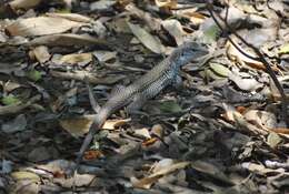 Image of Hispaniolan giant ameiva