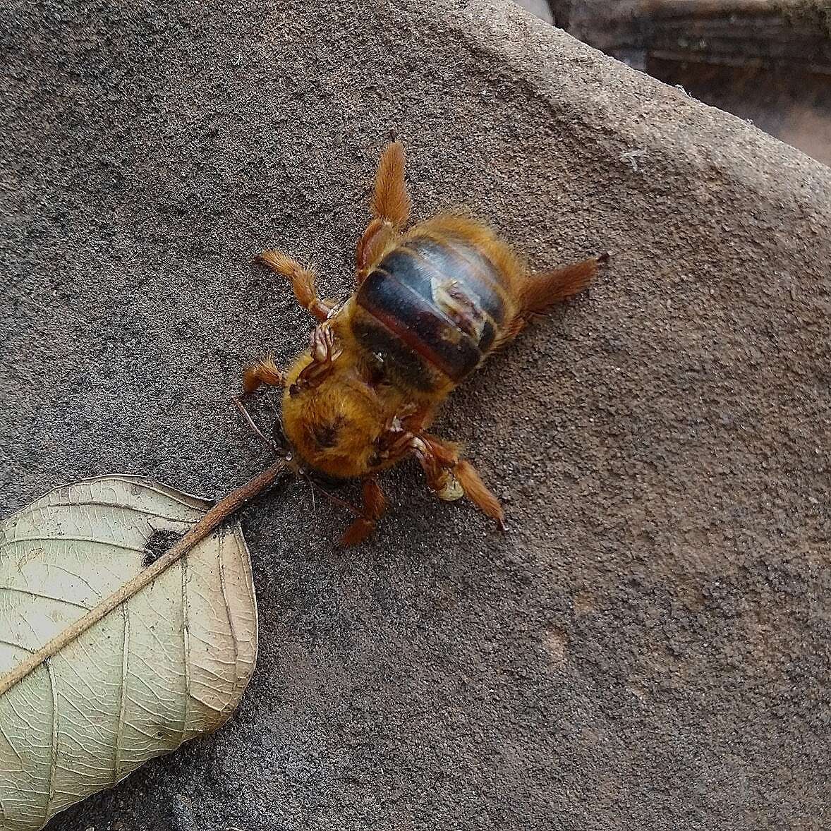 صورة Xylocopa tranquebarica (Fabricius 1804)