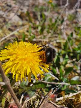 Image of Bombus ruderarius (Müller 1776)