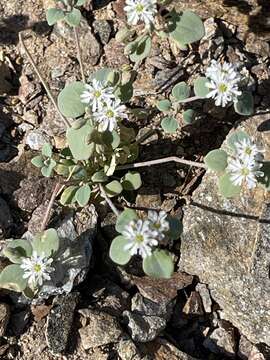 Image of <i>Drymaria <i>holosteoides</i></i> var. holosteoides