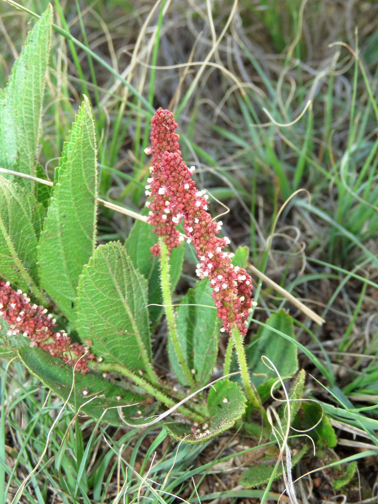 Image of Acalypha punctata Meisn. ex C. Krauss