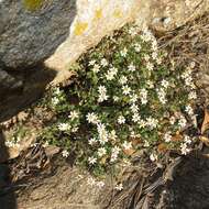 Imagem de Perityle coronopifolia A. Gray