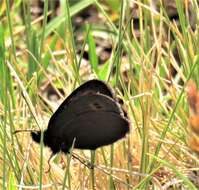 Image of Mountain Ringlet