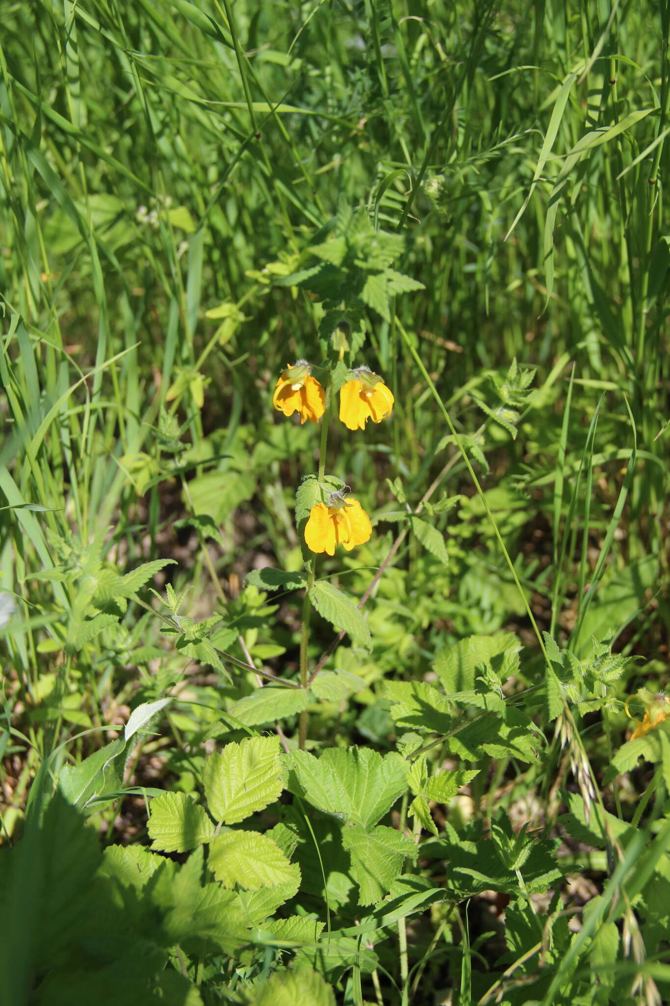 Image of Rhynchocorys orientalis (L.) Benth.