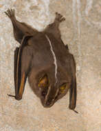 Image of white-lined broad-nosed bat