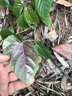 Image de Cissus hastata (Miq.) Planch.