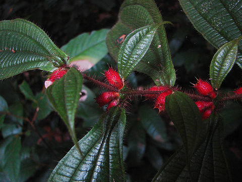 Image of <i>Maieta guianensis</i> Aubl.
