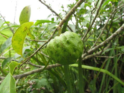 Plancia ëd Annona rugulosa (Schltdl.) H. Rainer