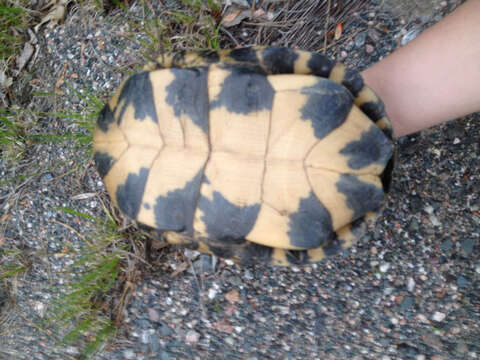 Image of Blanding's Turtle