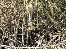 Image of Moustached Warbler