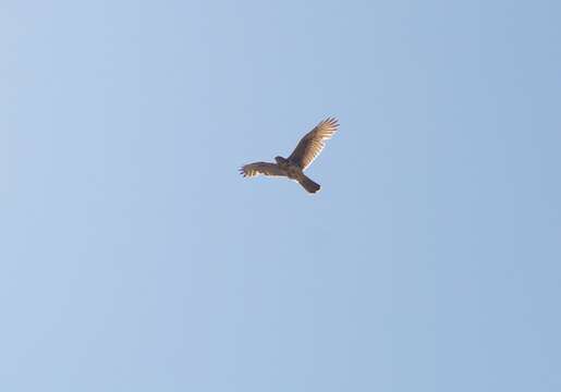 Image of Parabuteo unicinctus unicinctus (Temminck 1824)