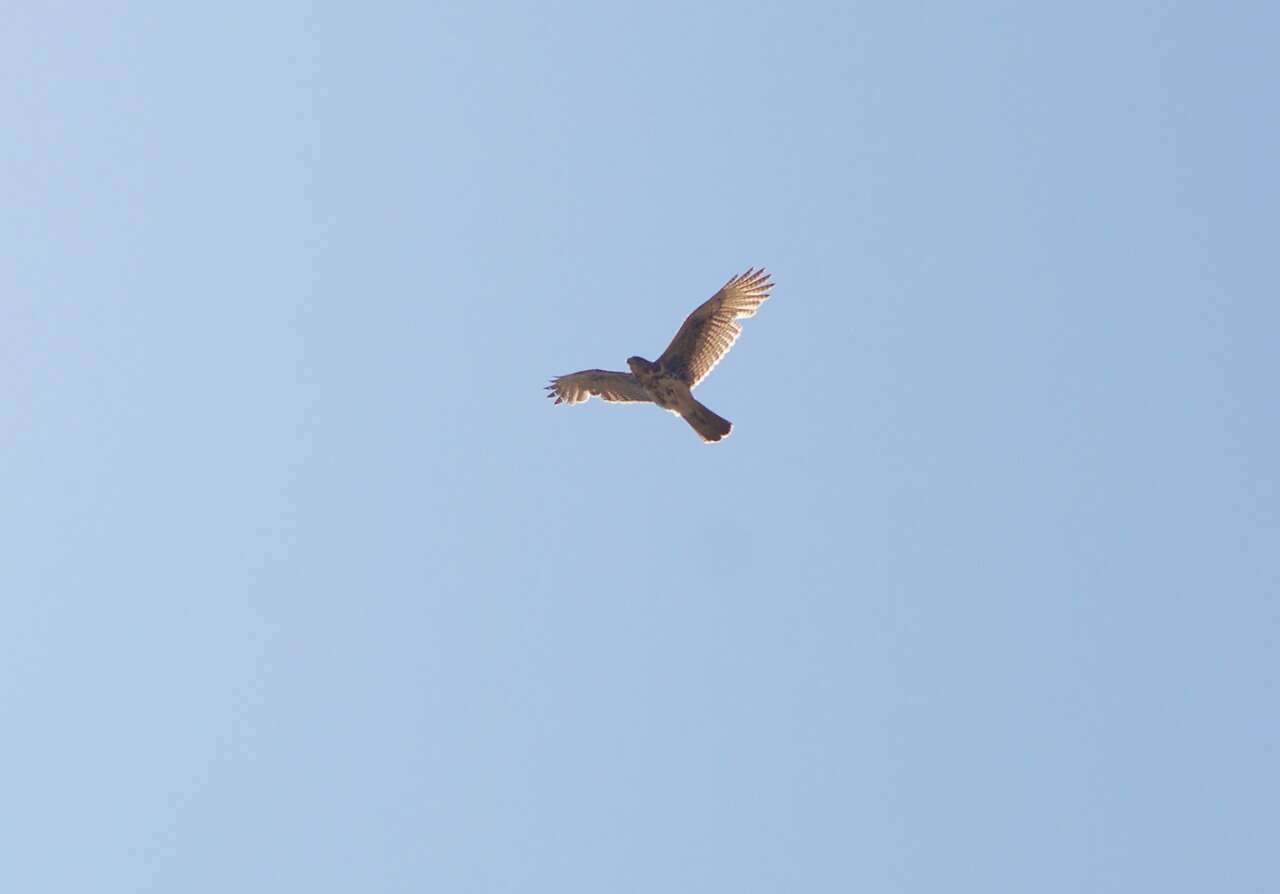 Image of Parabuteo unicinctus unicinctus (Temminck 1824)