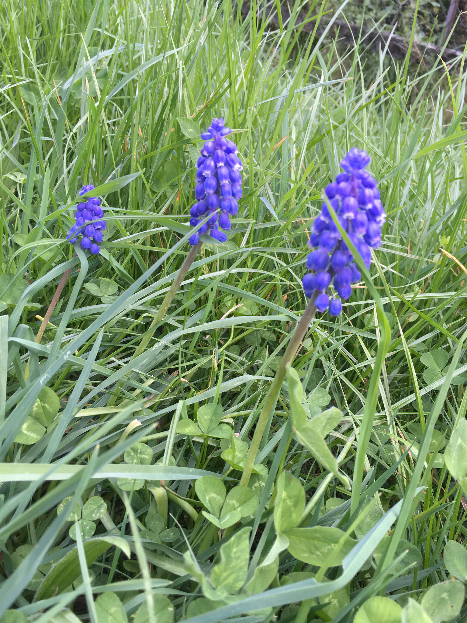 Image of Armenian grape hyacinth